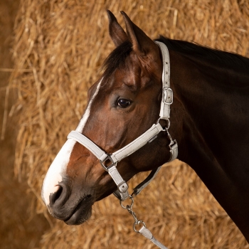 Halfterset Glitzer